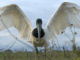 Jabiru stork